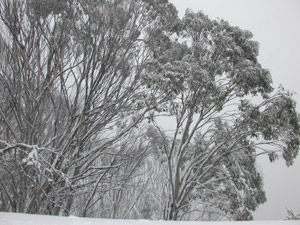 Alpine Way. The journey to Adelaide - July 2005