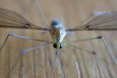 This Mosquito's legs were more than an inch long