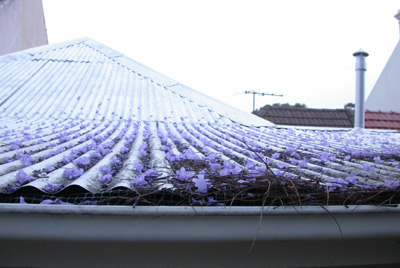 Jesse's photo of Jacaranda on the roof