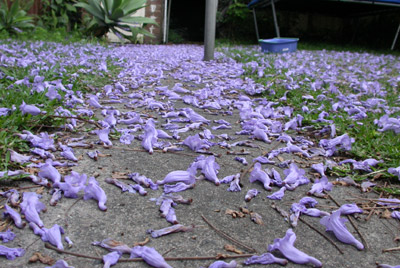 Jacaranda in the yard